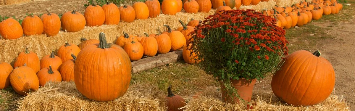 Best Pumpkin Patches in Charlottesville VA