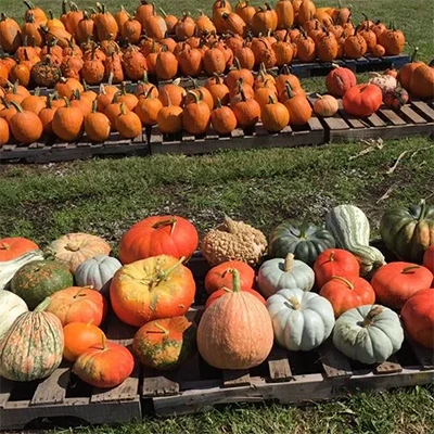 Critzer Family Farm Pumpkins near Charlottesville
